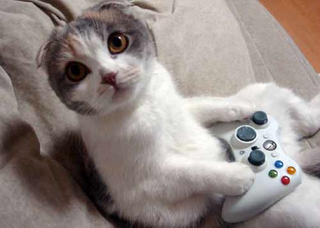 Illustration for article titled Cats Are Very Serious about Video Games